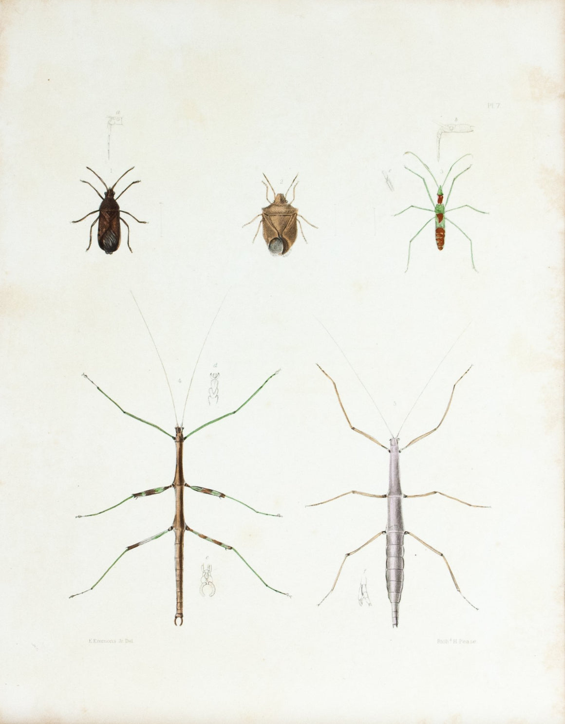 1854 Plate 7 - Stick Bug - Emmons 