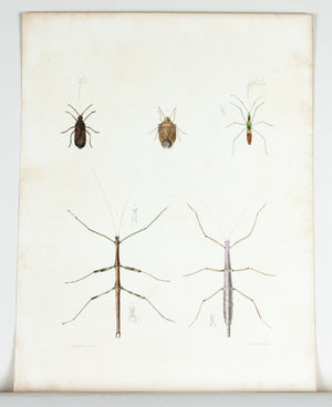 1854 Plate 7 - Stick Bug - Emmons