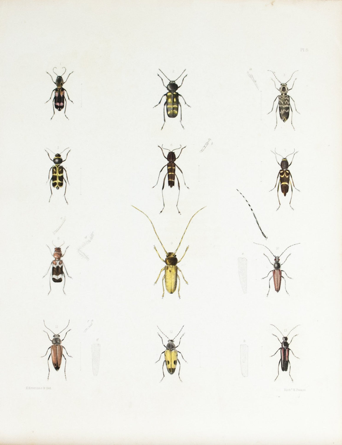 1854 Plate 8 - Longhorn Beetles - Emmons 