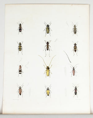 1854 Plate 8 - Longhorn Beetles - Emmons
