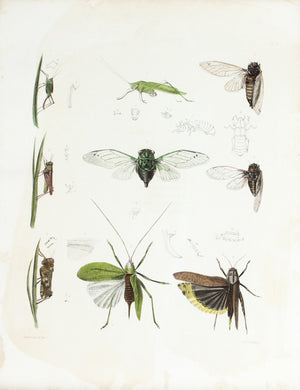 1854 Plate 9 - Grasshopper - Emmons 