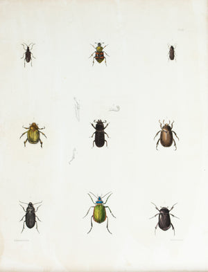 1854 Plate 10 - Ground Beetles - Emmons 