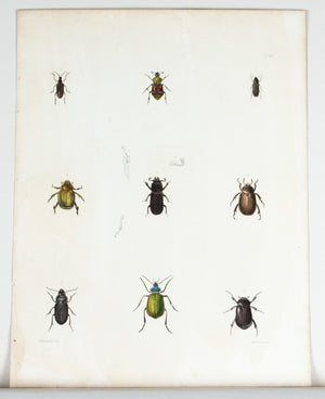 1854 Plate 10 - Ground Beetles - Emmons