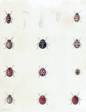 1854 Plate 11 - Ladybug- Emmons