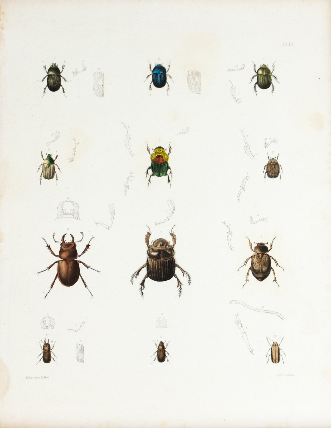1854 Plate 12 - Scarab Beetles - Emmons 