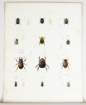 1854 Plate 12 - Scarab Beetles - Emmons