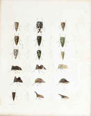 1854 Plate 13 - Treehoppers - Emmons 