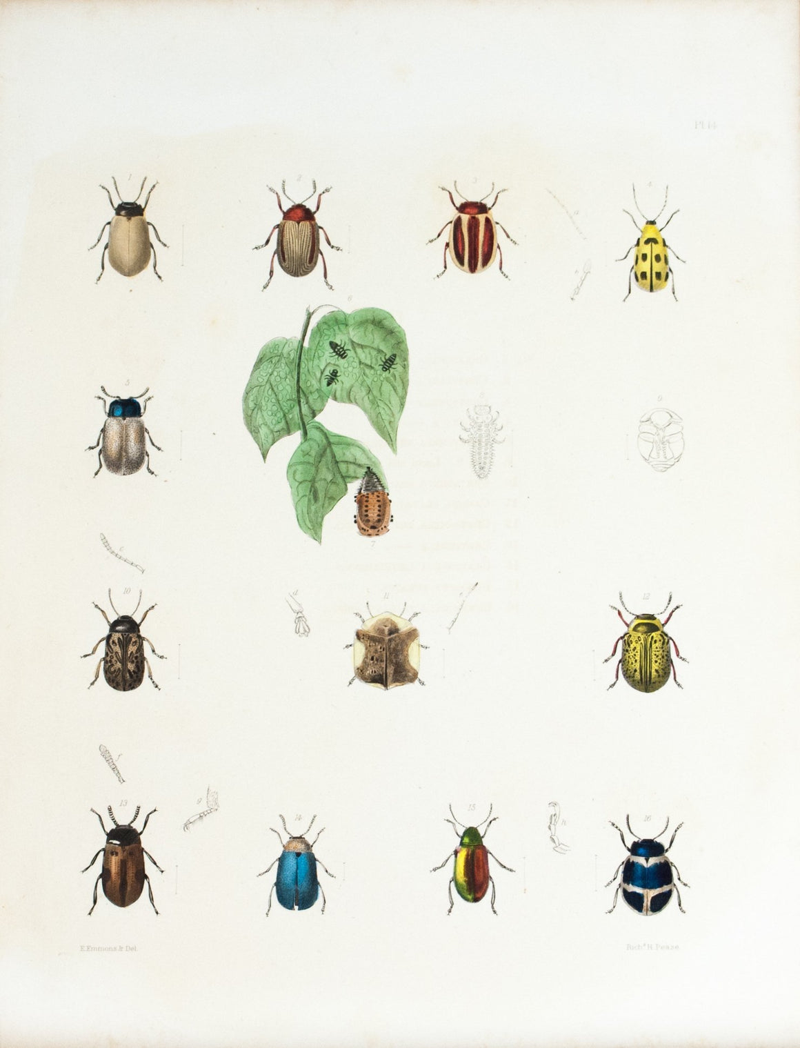 1854 Plate 14 -Leaf Beetles - Emmons 