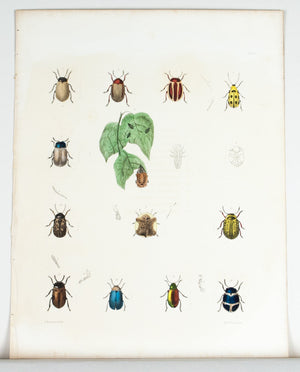 1854 Plate 14 -Leaf Beetles - Emmons