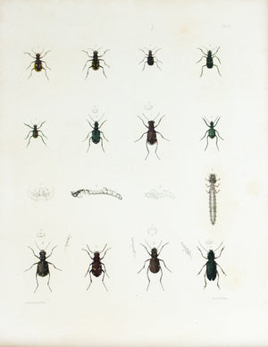 1854 Plate 17 - Tiger Beetle - Emmons 