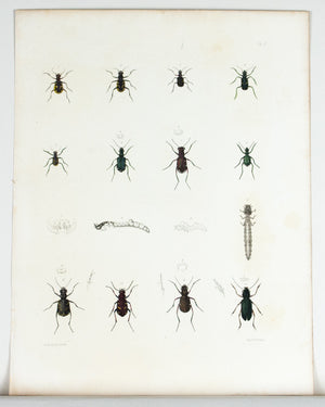 1854 Plate 17 - Tiger Beetle - Emmons