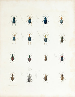 1854 Plate 18 - Ground Beetle - Emmons 