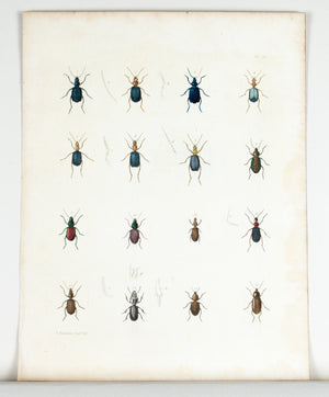 1854 Plate 18 - Ground Beetle - Emmons
