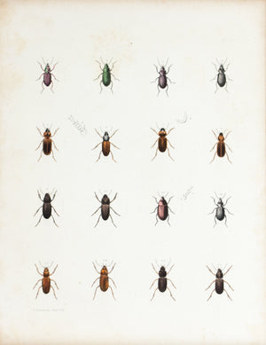 1854 Plate 19 - Ground Beetle - Emmons 