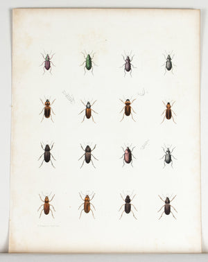 1854 Plate 19 - Ground Beetle - Emmons