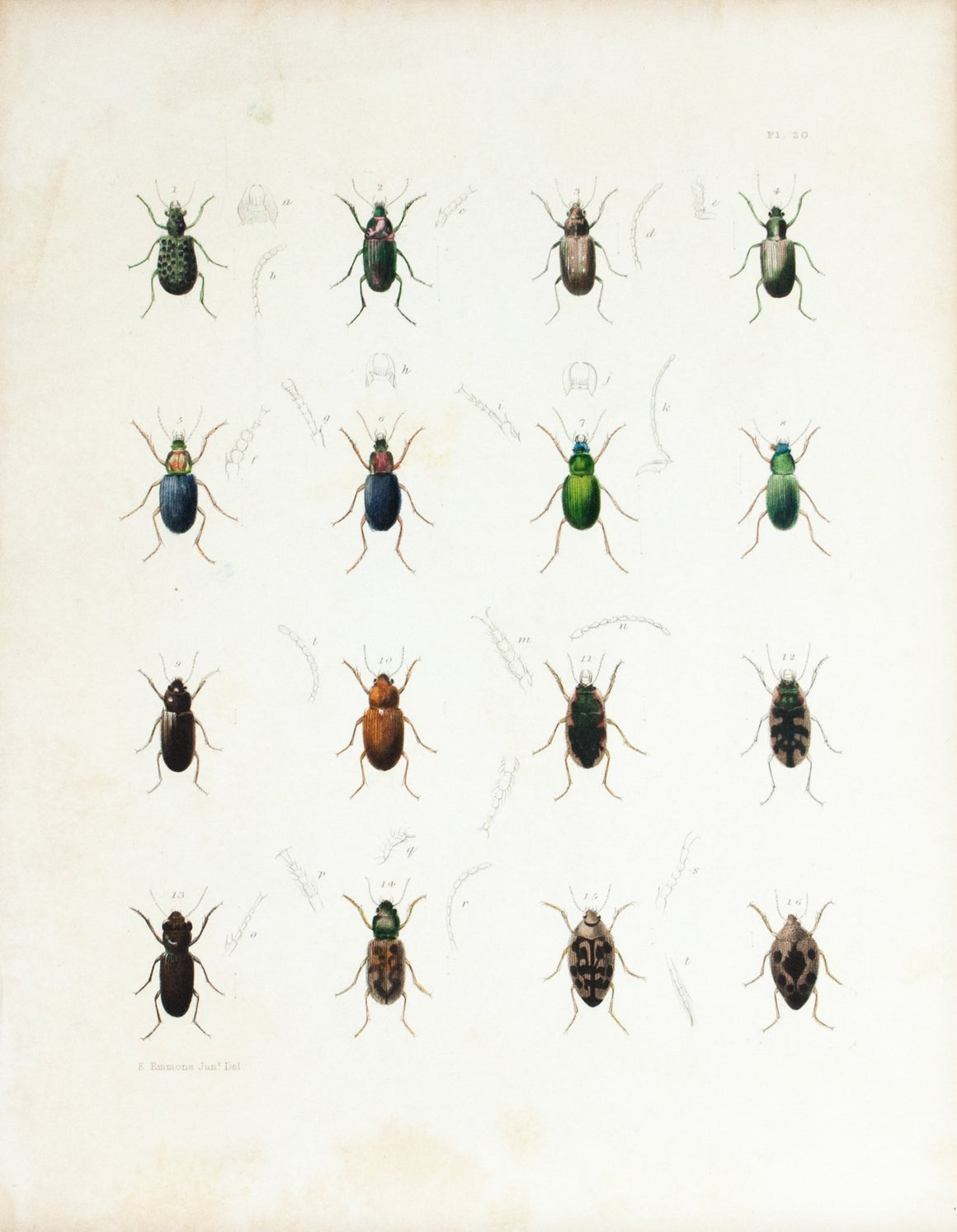 1854 Plate 20 - Ground & Water Beetles - Emmons 