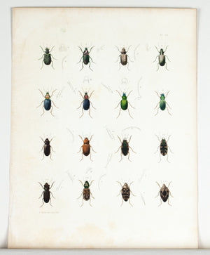 1854 Plate 20 - Ground & Water Beetles - Emmons