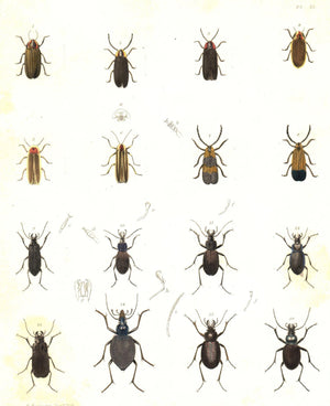1854 Plate 22 - Beetles - Emmons