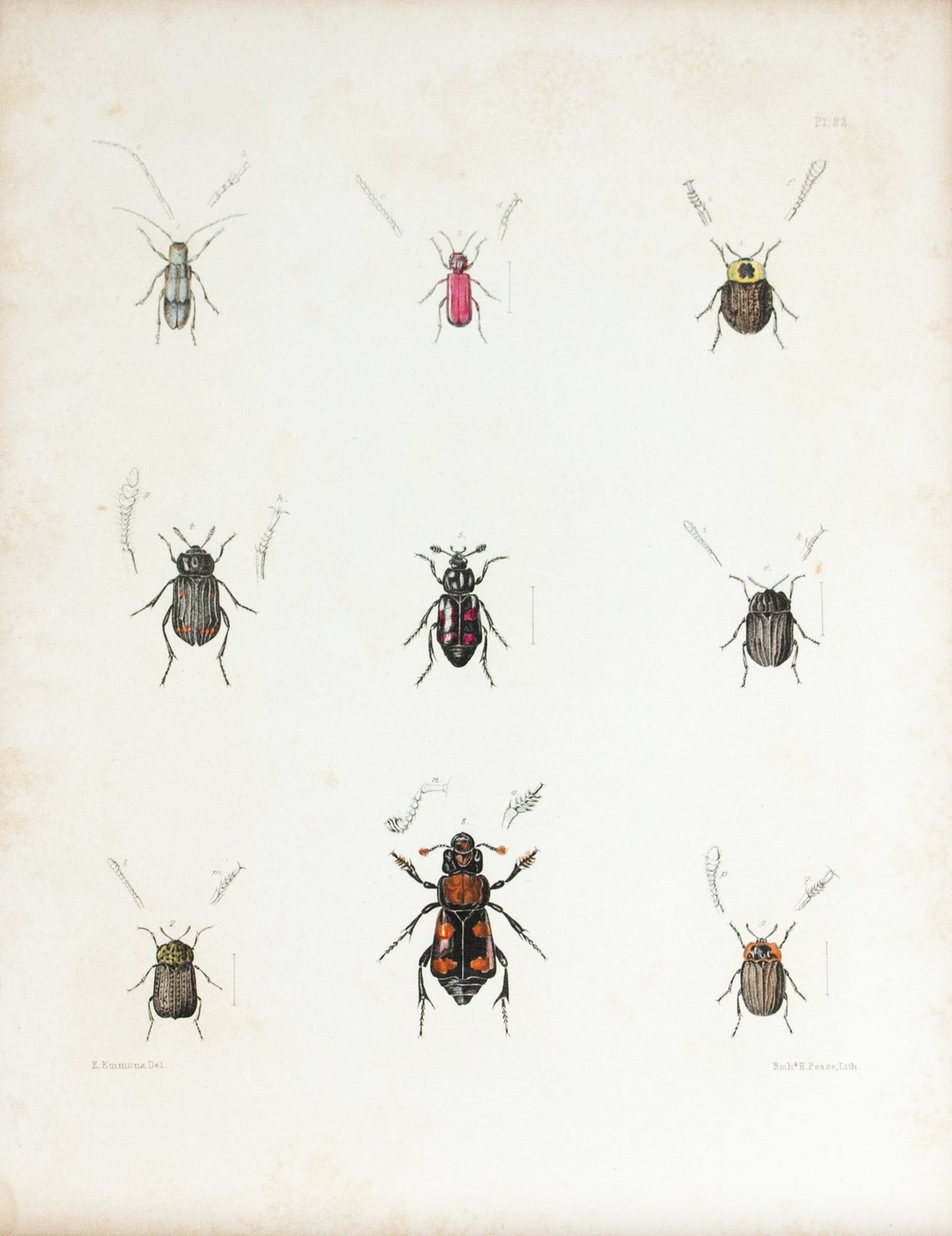 1854 Plate 22 - Carrion Beetles - Emmons 