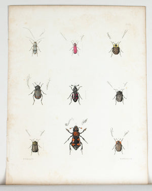 1854 Plate 22 - Carrion Beetles - Emmons