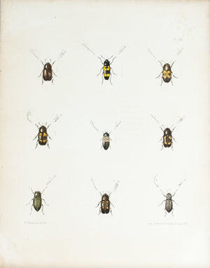 1854 Plate 23 - Bark and Ambrosia Beetles - Emmons 