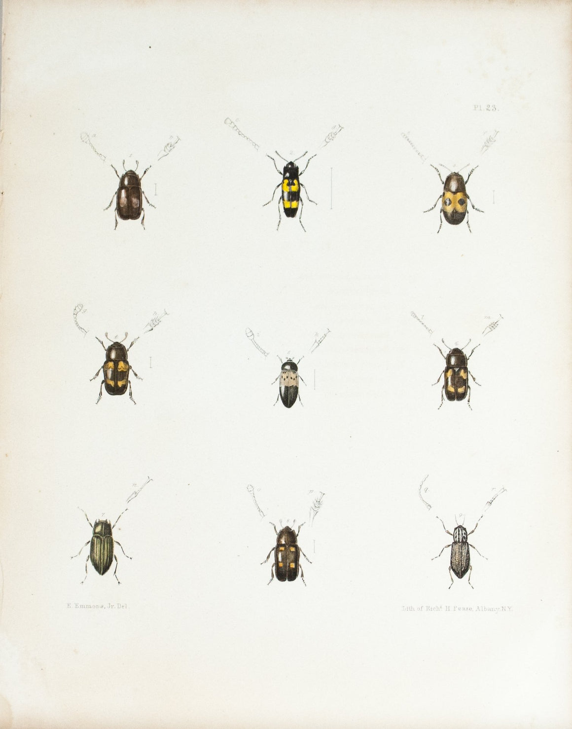 1854 Plate 23 - Bark and Ambrosia Beetles - Emmons 