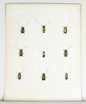 1854 Plate 23 - Bark and Ambrosia Beetles - Emmons