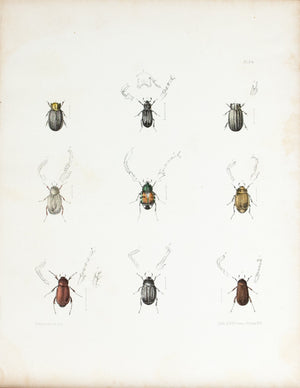 1854 Plate 24 -Hide Beetles - Emmons 
