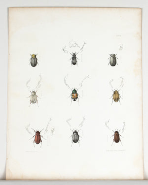 1854 Plate 24 -Hide Beetles - Emmons