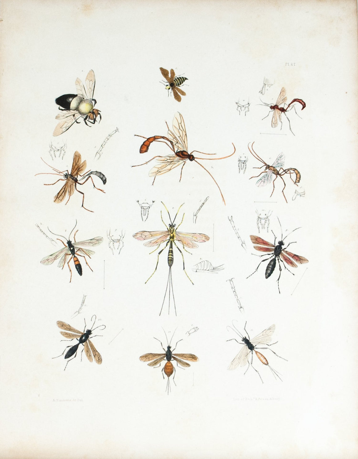 1854 Plate 27 -Wasps - Emmons 