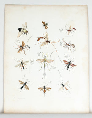 1854 Plate 27 -Wasps - Emmons