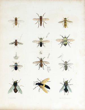 1854 Plate 28 - Assassin Flies - Emmons 