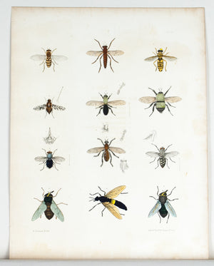 1854 Plate 28 - Assassin Flies - Emmons