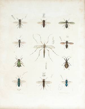 1854 Plate 29 - Crane Flies - Emmons 