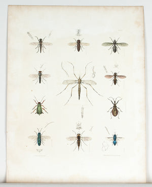 1854 Plate 29 - Crane Flies - Emmons