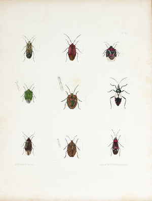 1854 Plate 30 - Aphids and Plant Bugs - Emmons 