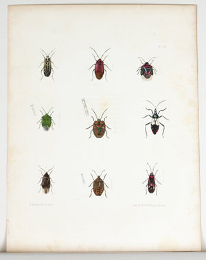 1854 Plate 30 - Aphids and Plant Bugs - Emmons
