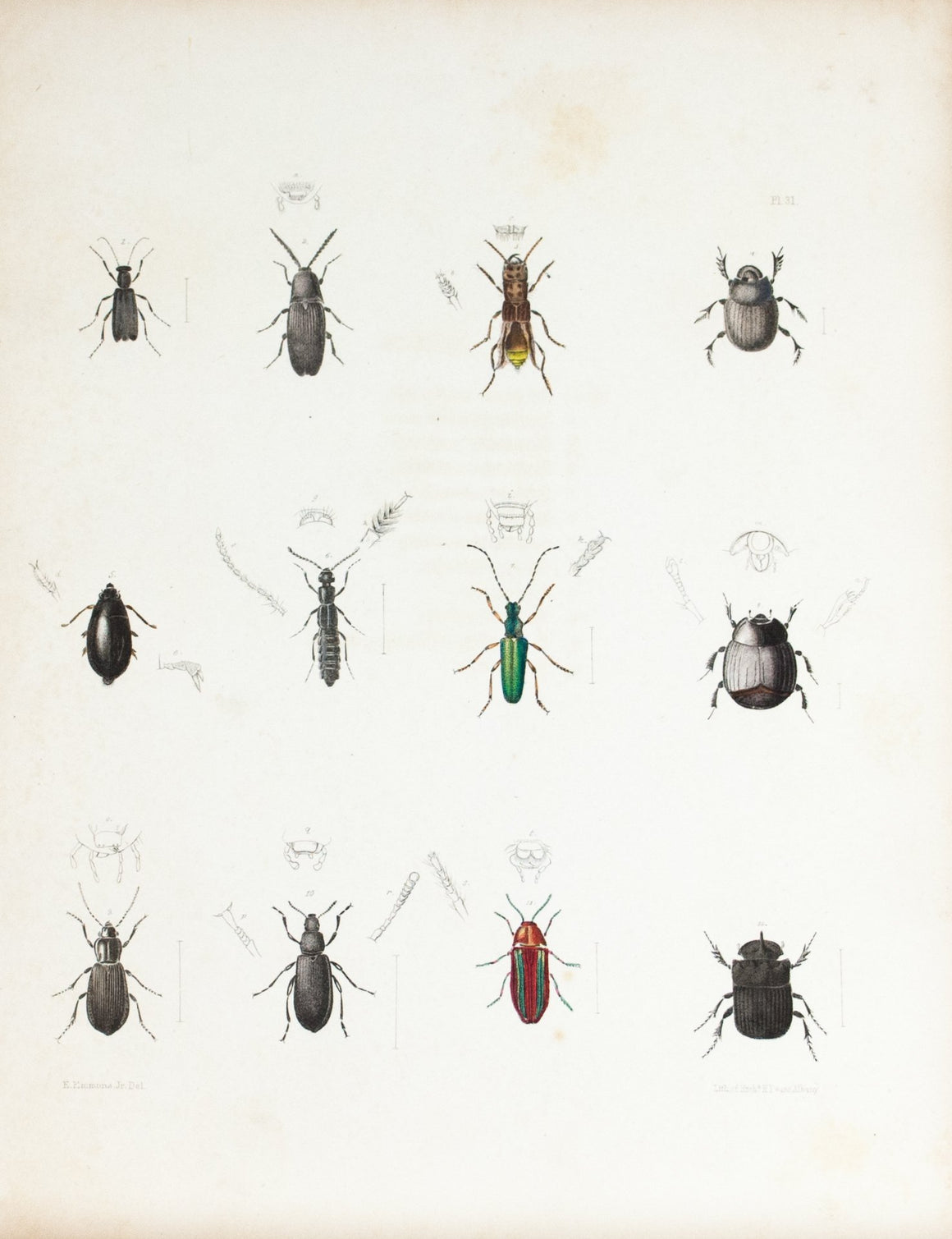 1854 Plate 31 - Scarab Beetle - Emmons 