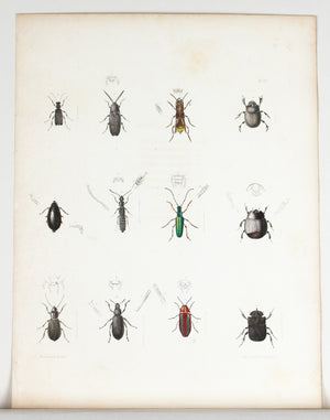 1854 Plate 31 - Scarab Beetle - Emmons