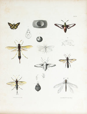 1854 Plate 32 - Wood Wasp - Emmons 