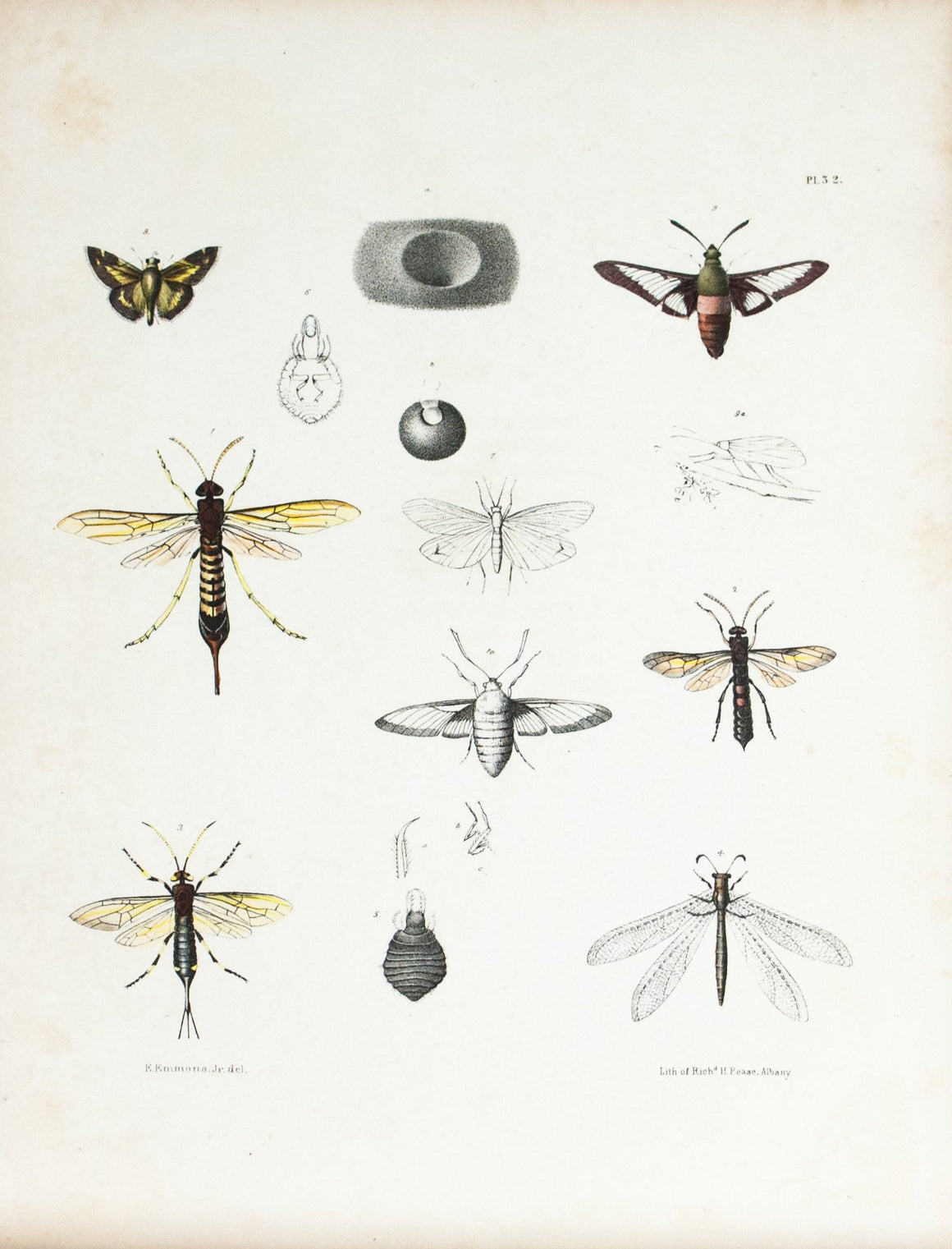 1854 Plate 32 - Wood Wasp - Emmons 