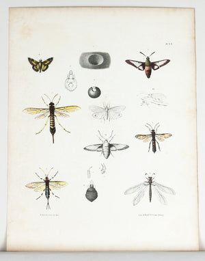 1854 Plate 32 - Wood Wasp - Emmons