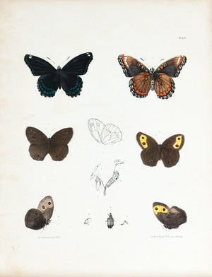 1854 Plate 33 - Admiral Butterfly - Emmons 