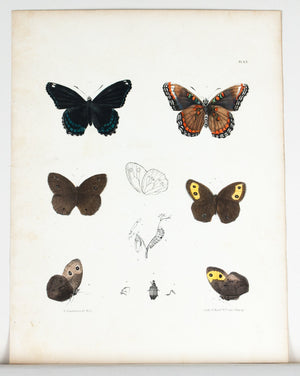 1854 Plate 33 - Admiral Butterfly - Emmons
