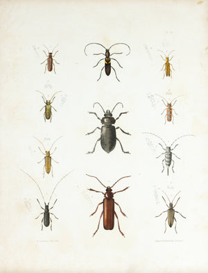 1854 Plate 34 - Long Horned Beetle - Emmons 