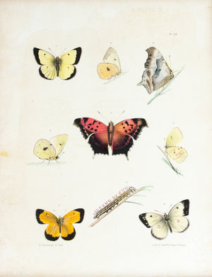 1854 Plate 35 -Orange Sulphur Butterfly - Emmons 