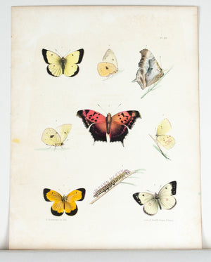 1854 Plate 35 -Orange Sulphur Butterfly - Emmons