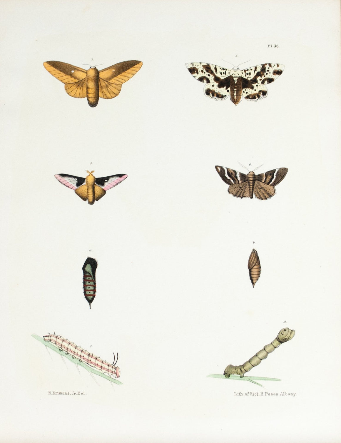 1854 Plate 36 -Silk Moth - Emmons 