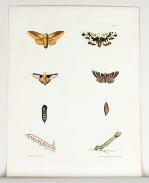 1854 Plate 36 -Silk Moth - Emmons