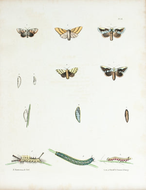 1854 Plate 37 -Tussock Moths - Emmons 